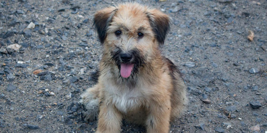 perro-abandono-sucio