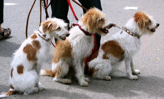 perros